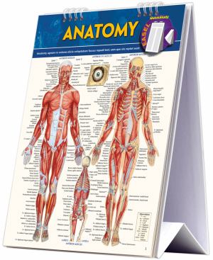 Easel Anatomy