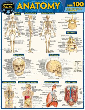 Anatomy Quizzer (SKU 10455975145)