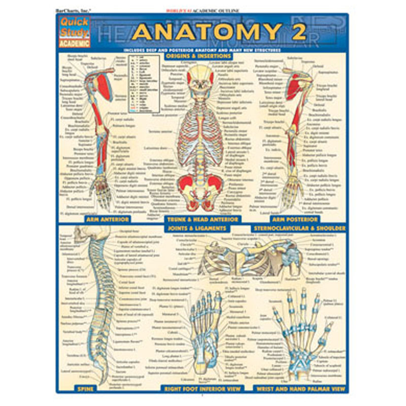 Anatomy 2 (SKU 10133132145)