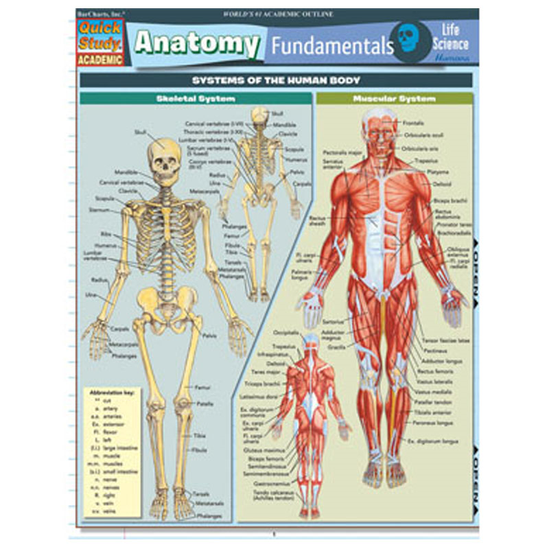 Anatomy Fundamentals