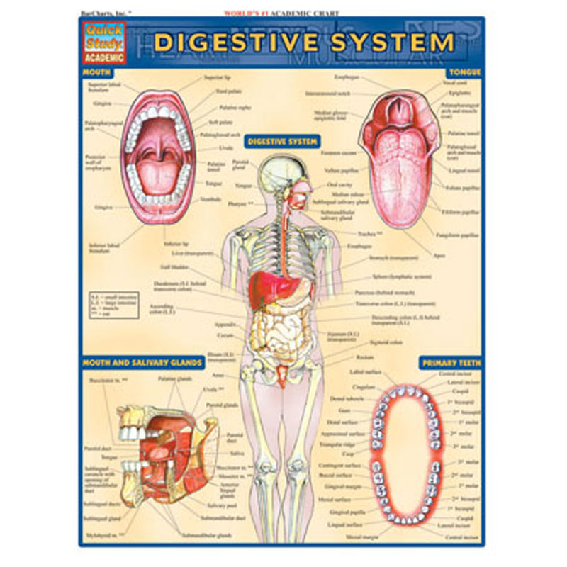 Digestive System (SKU 10308103145)